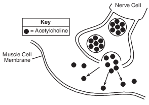 organization and patterns in Life, cellular communication fig: lenv62013-examw_g29.png